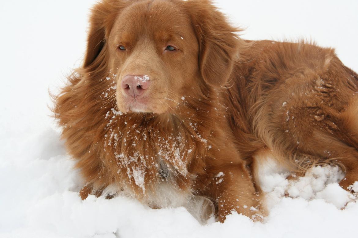 Nova scotia duck tolling retriever Boomer - <3 billede 11