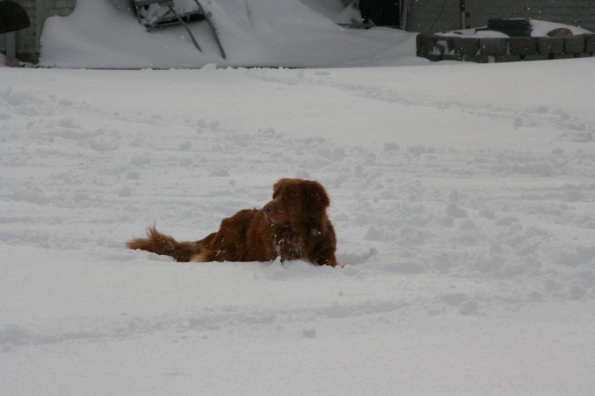 Nova scotia duck tolling retriever Boomer - <3 billede 13