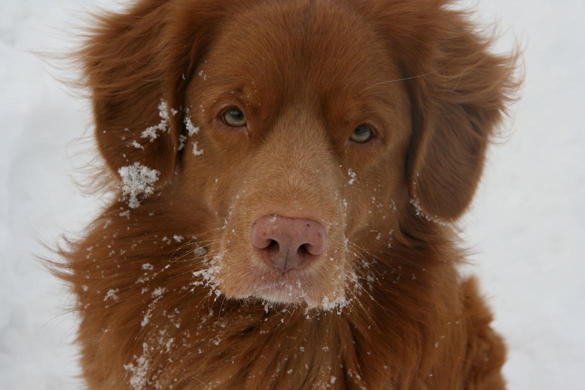 Nova scotia duck tolling retriever Boomer - Dejlige dreng <3 billede 14