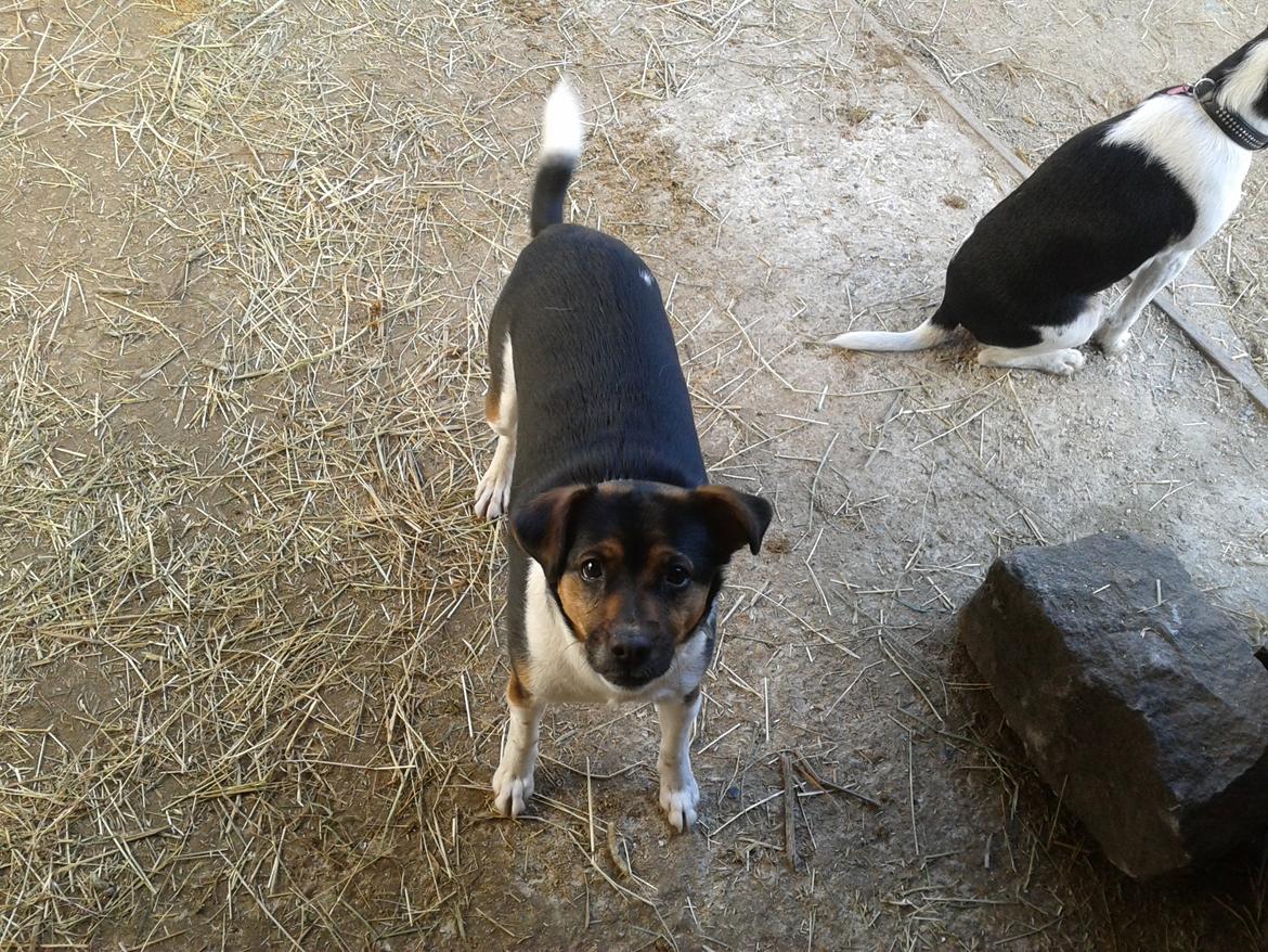 Blanding af racer Bosnisk Gadehund Laki (Lucky) - Første dag i stalden  billede 4