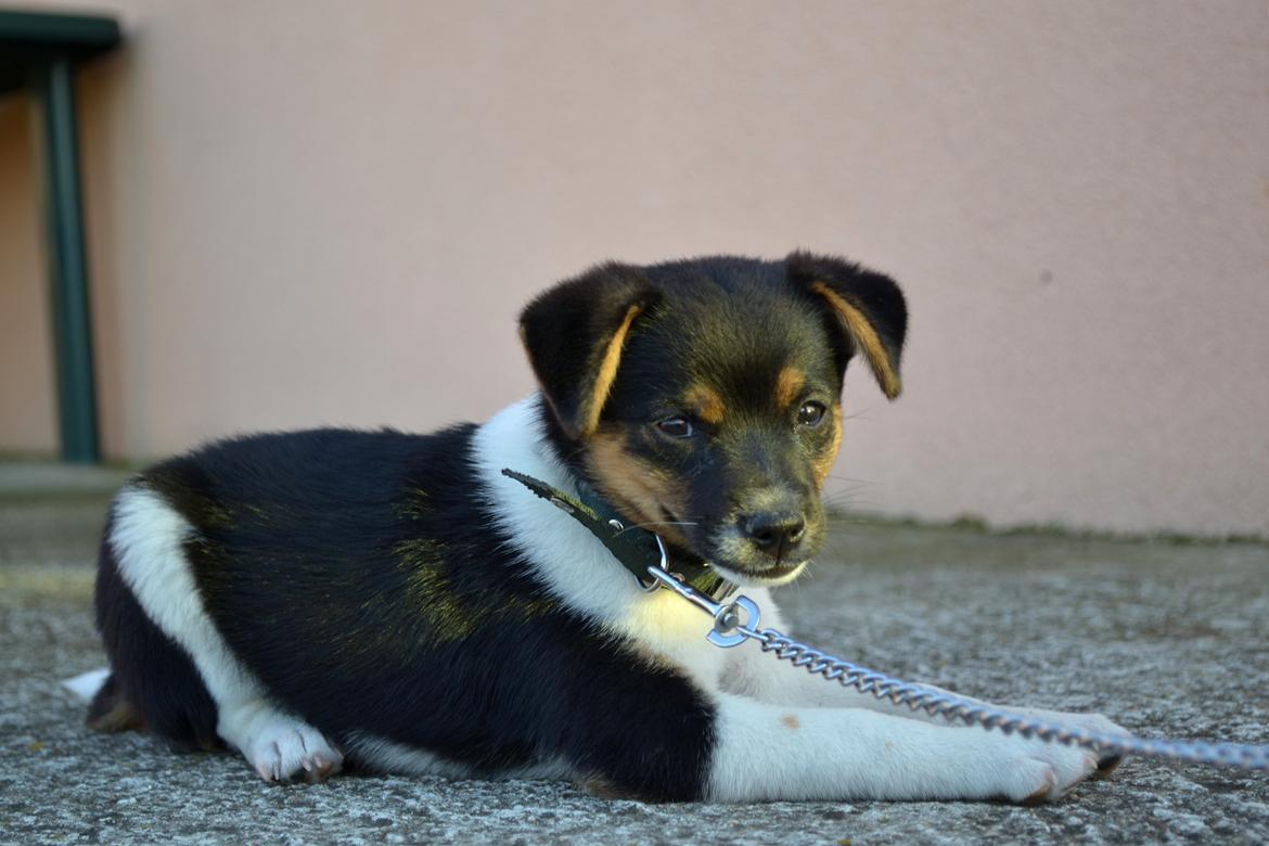 Blanding af racer Bosnisk Gadehund Laki (Lucky) - Så sød var jeg da Regitze og hendes kæreste fandt mig i Bosnien billede 1