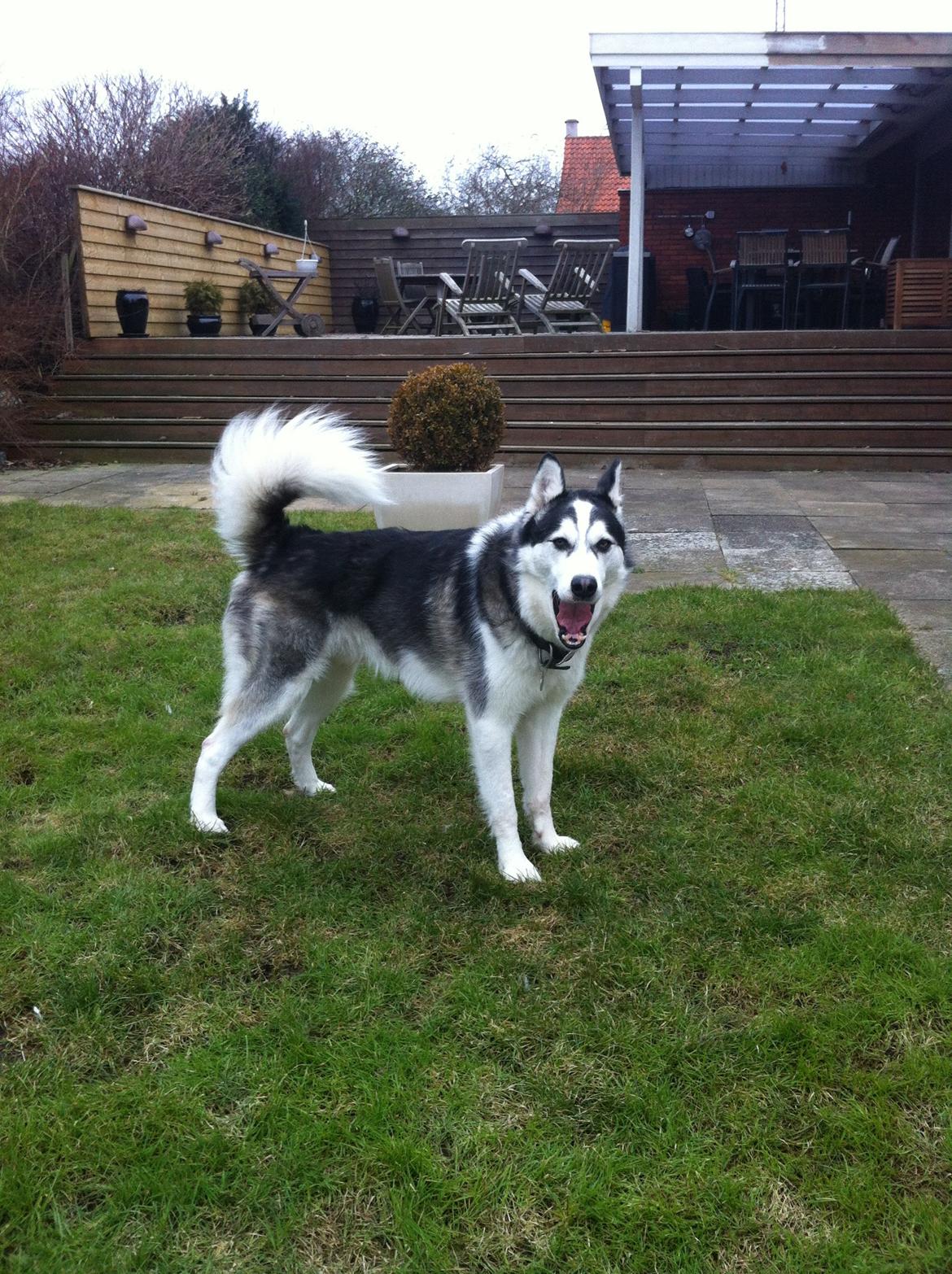 Siberian husky Kenzo - 28/02-2013 billede 18