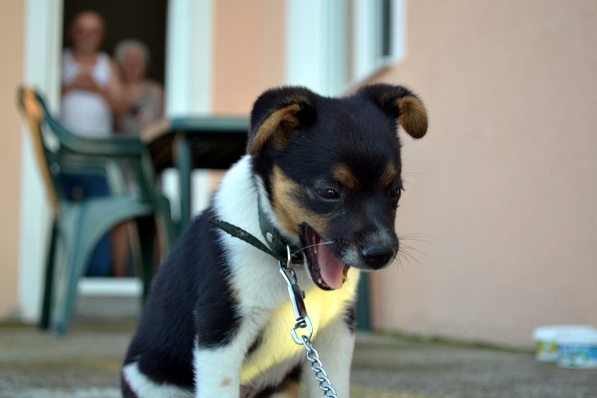 Blanding af racer Bosnisk Gadehund Laki (Lucky) - Kan man stå for det fjæs billede 2