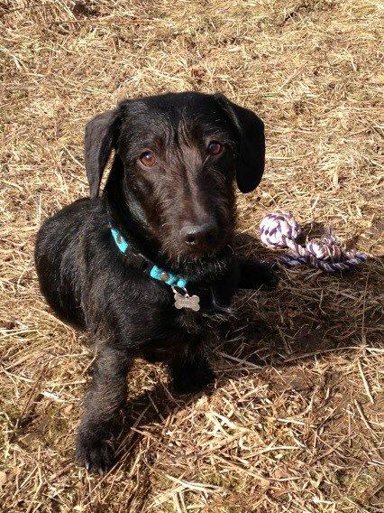 Blanding af racer Pixie - Marts 2013 billede 4