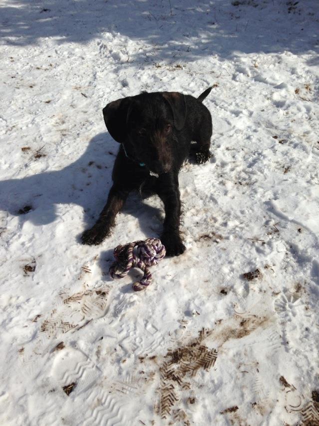 Blanding af racer Pixie - Marts 2013 billede 5