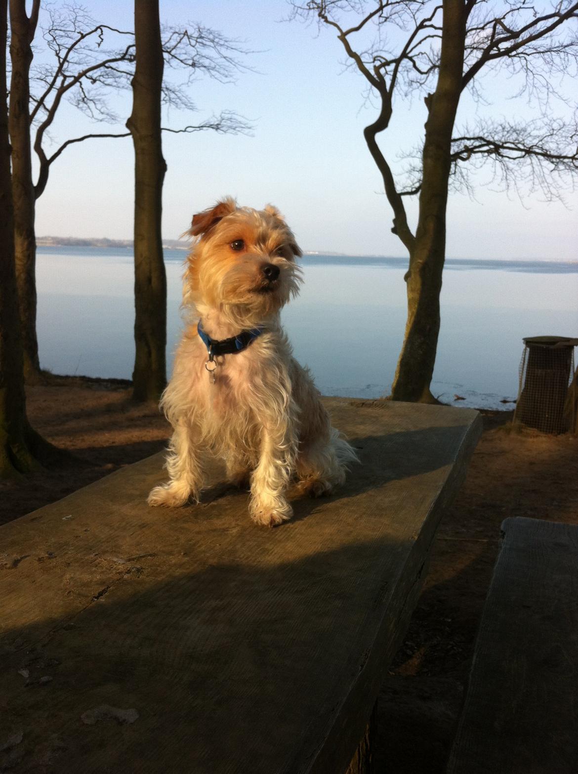 Blanding af racer Thierry Henry billede 1