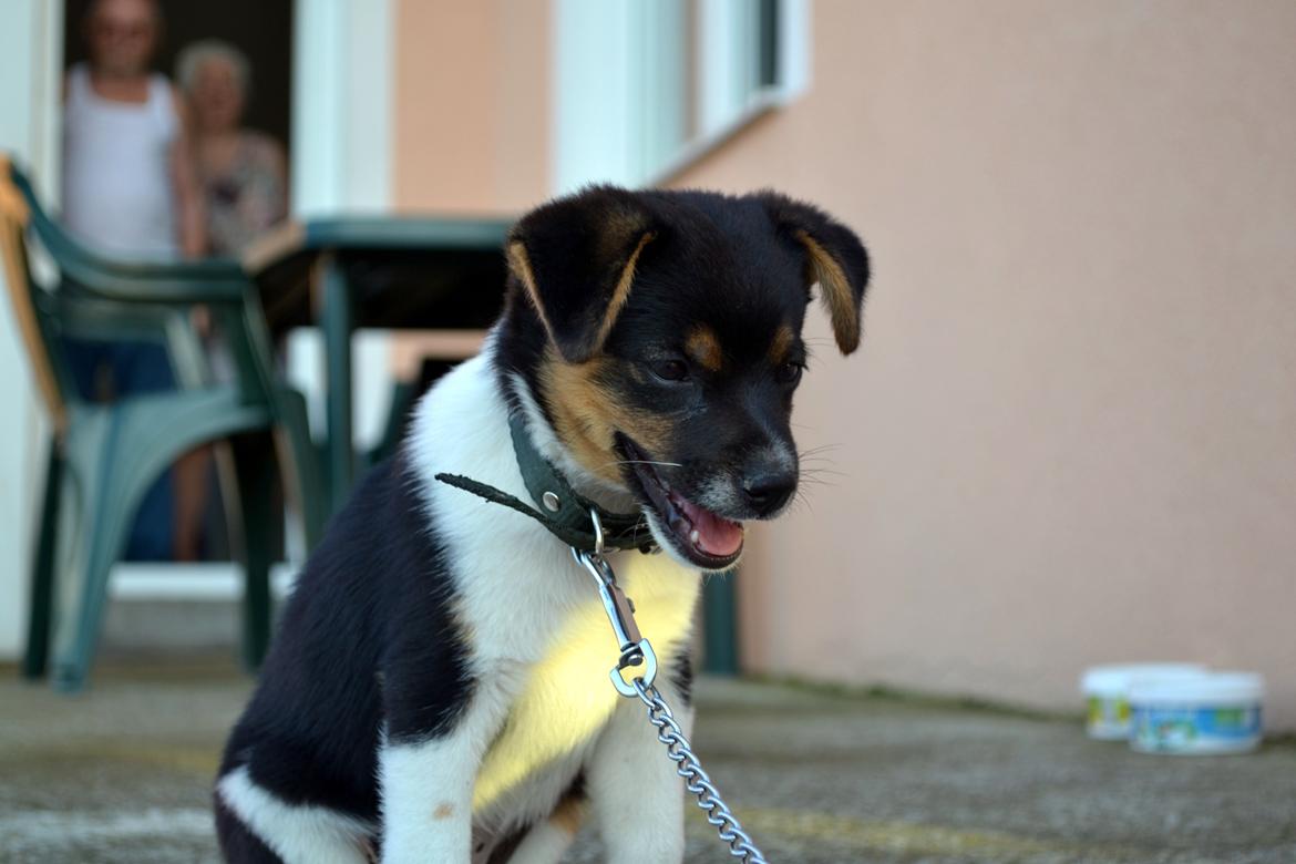 Blanding af racer Bosnisk Gadehund Laki (Lucky) billede 3