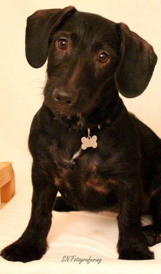 Blanding af racer Pixie - SN'fotografering billede 1