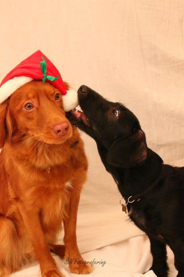 Blanding af racer Pixie - SN'fotografering billede 2