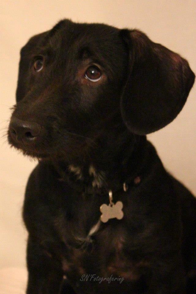 Blanding af racer Pixie billede 6