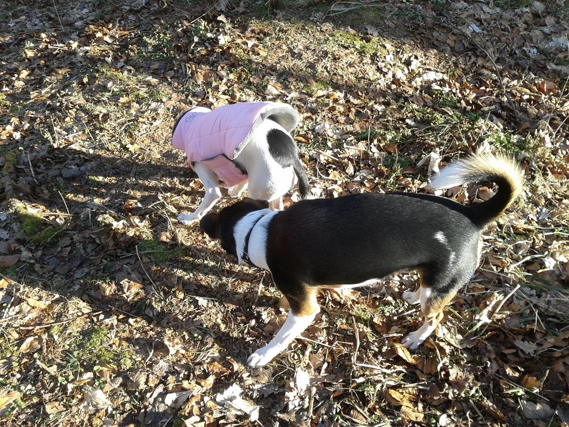 Blanding af racer Bosnisk Gadehund Laki (Lucky) - 1. gang i hundeskoven med begge de "nye" hunde Laki og Donna billede 5