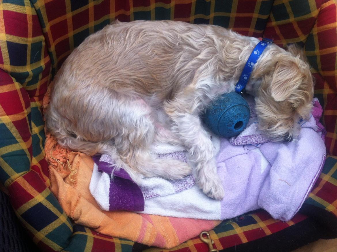 Blanding af racer Thierry Henry DK billede 2