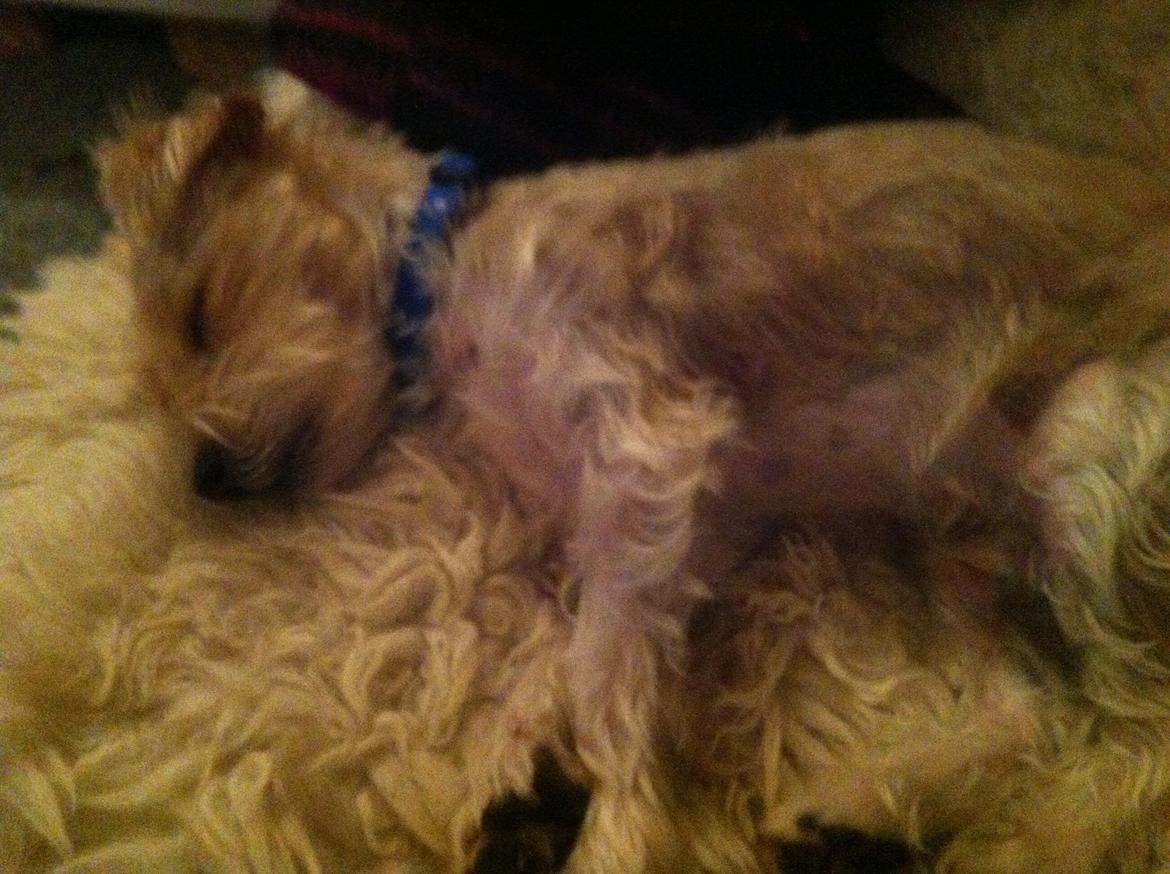 Blanding af racer Thierry Henry DK billede 4