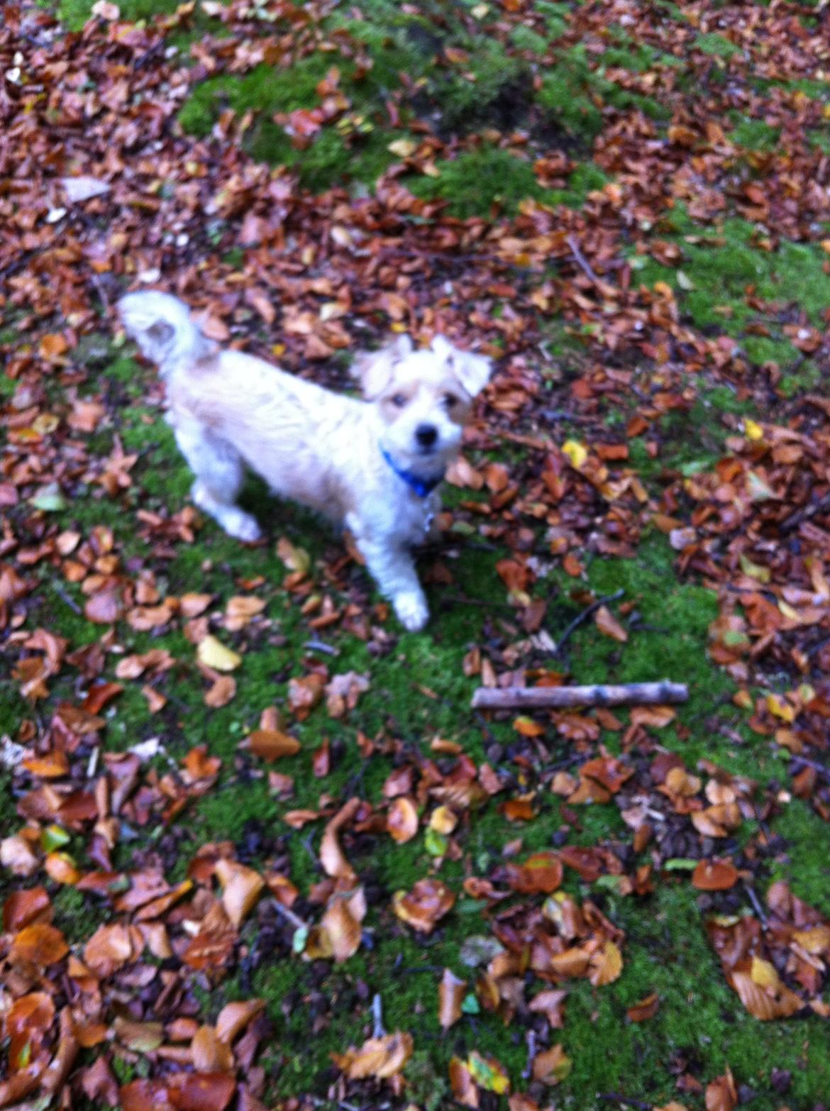 Blanding af racer Thierry Henry DK billede 5