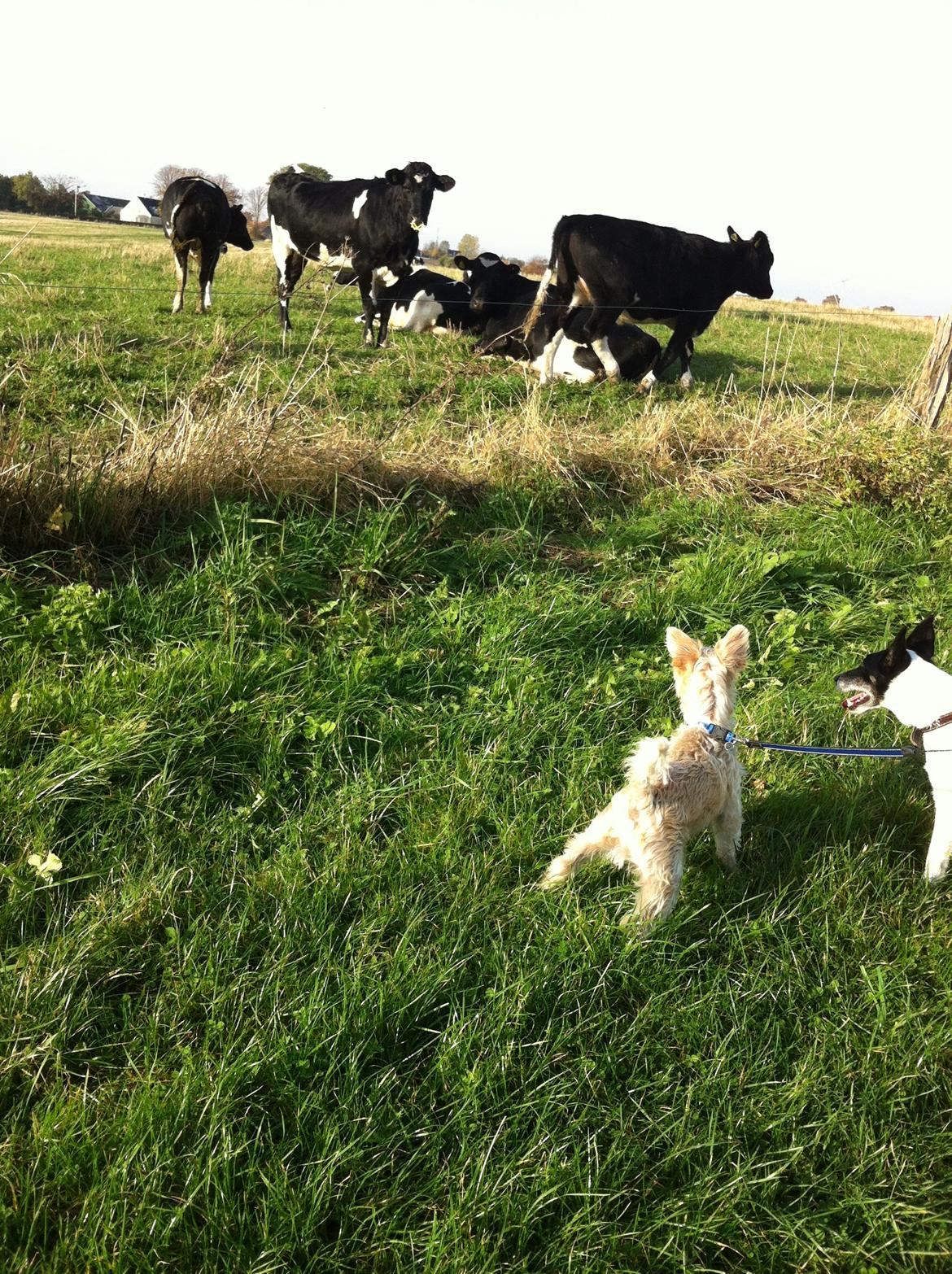 Blanding af racer Thierry Henry DK billede 6