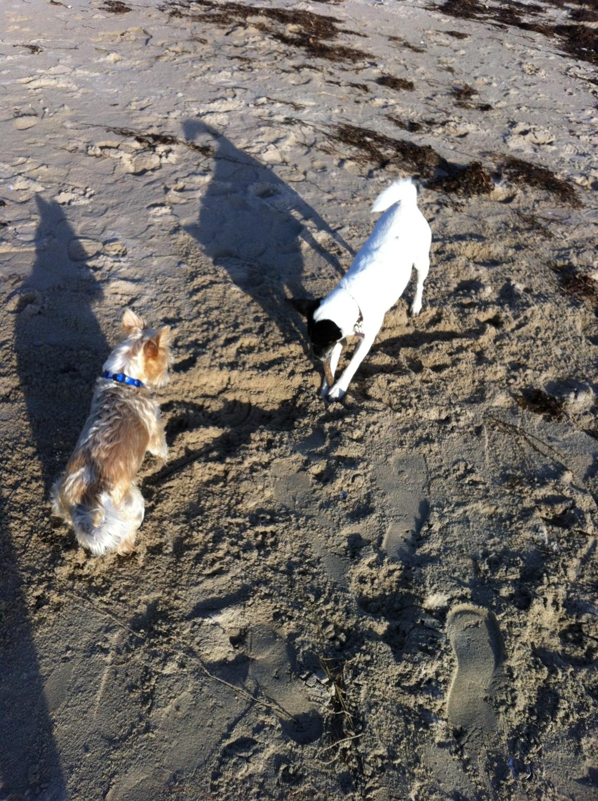 Blanding af racer Thierry Henry DK billede 7