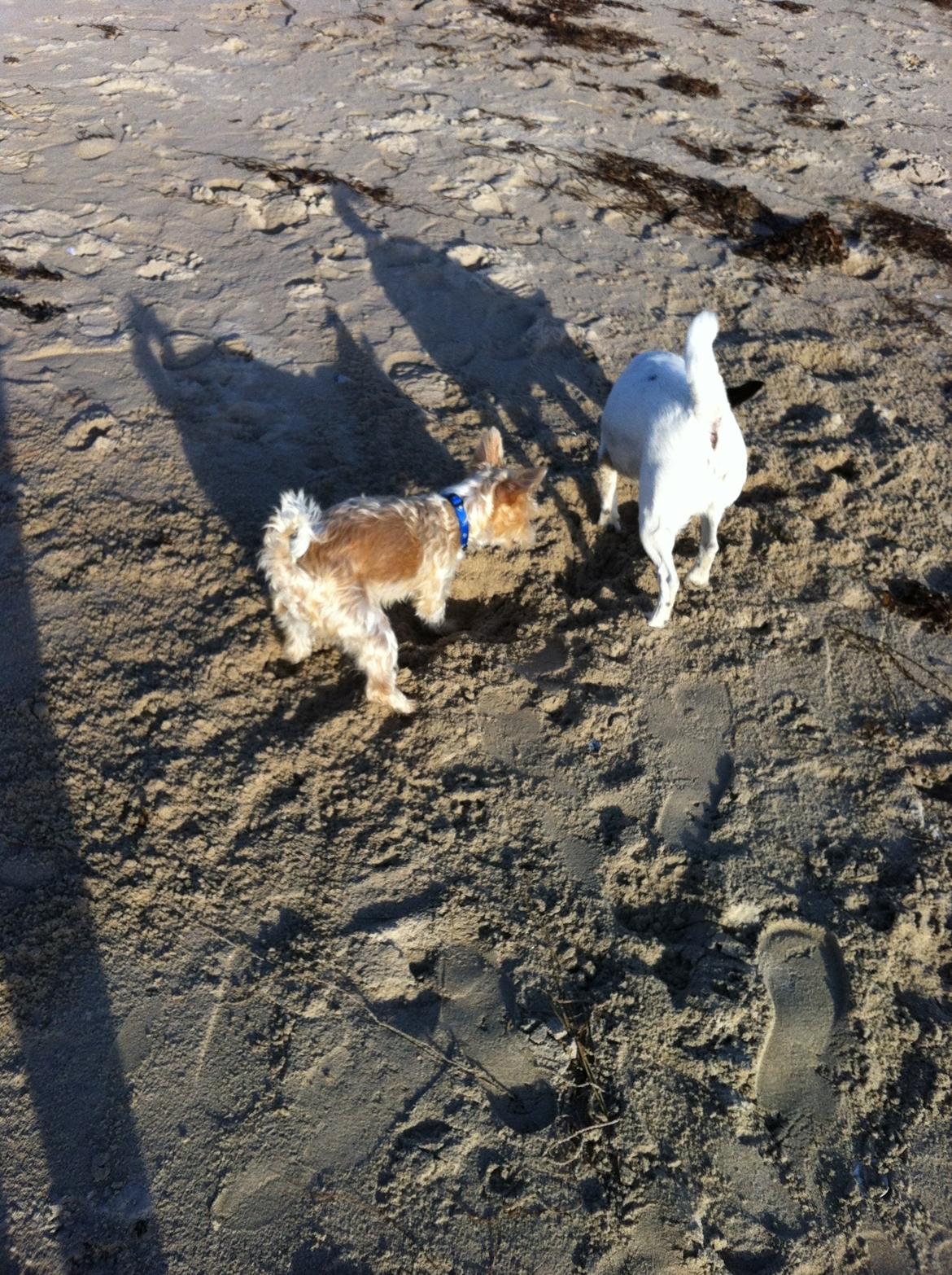 Blanding af racer Thierry Henry DK billede 8