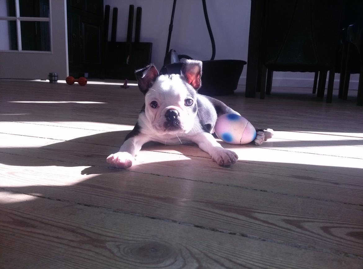 Boston terrier Su-Jin billede 1