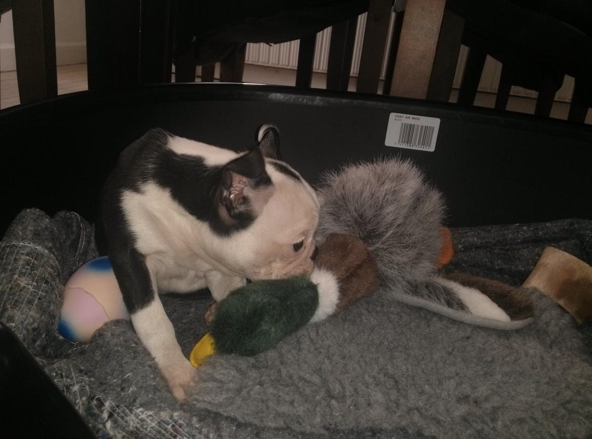 Boston terrier Su-Jin billede 2