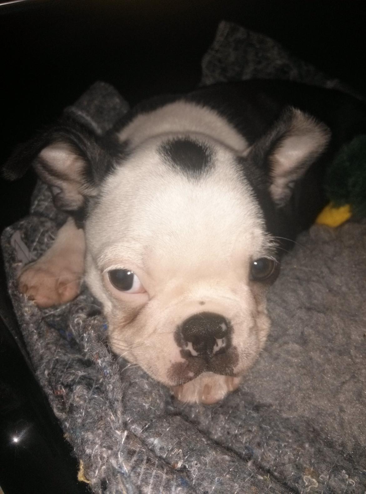 Boston terrier Su-Jin billede 3