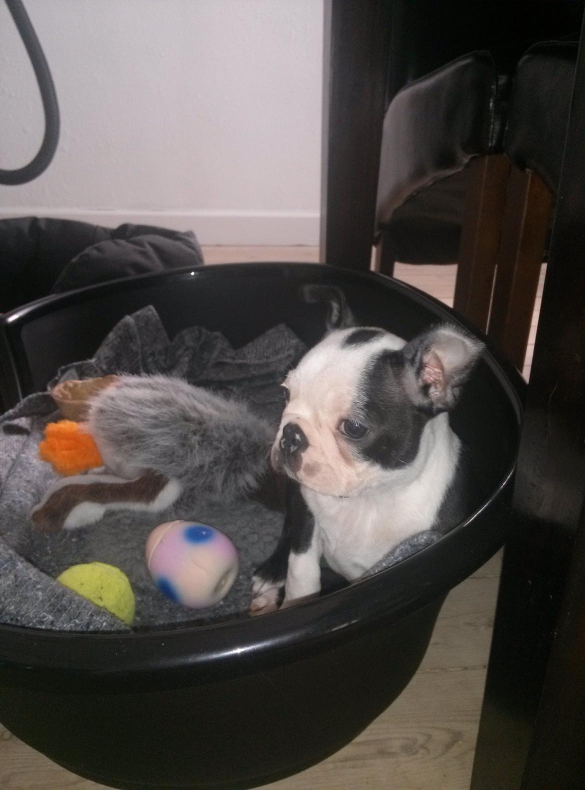 Boston terrier Su-Jin billede 4