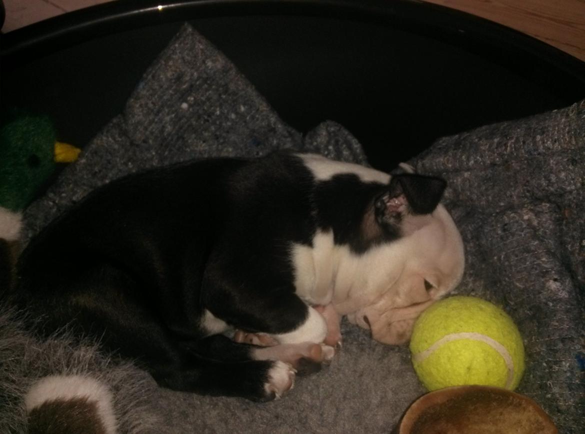 Boston terrier Su-Jin billede 5