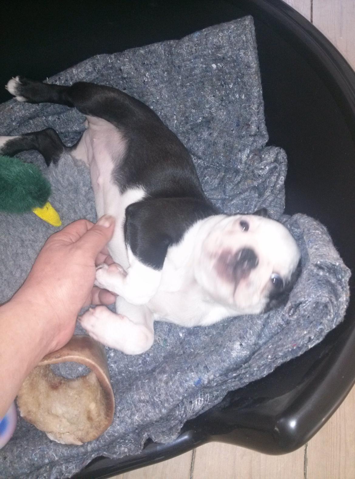 Boston terrier Su-Jin billede 6