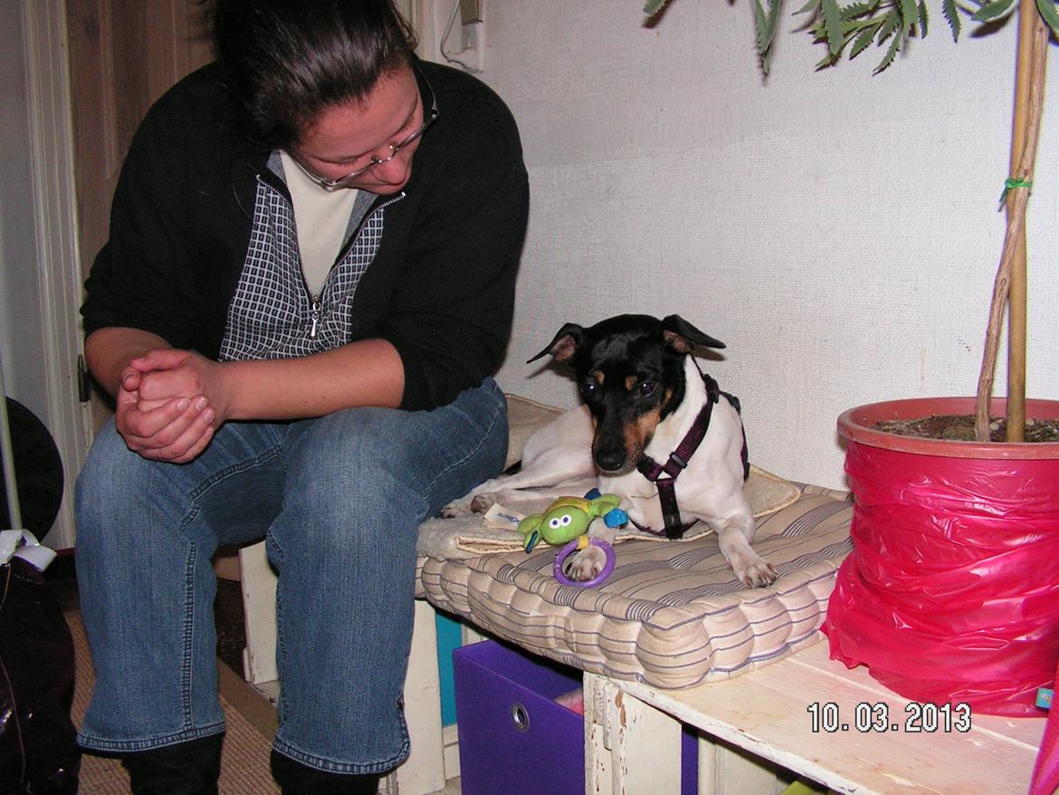 Blanding af racer Dansk/Svensk -Mynde Donna (Rafiki) - Så er godkendelsesprocessen i gang;-) Hej lille hund tror du vi kan finde ud af det samme ? billede 2