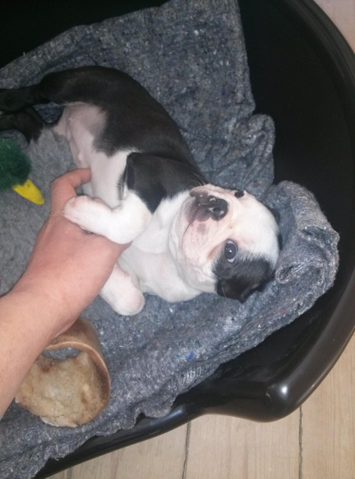 Boston terrier Su-Jin billede 7