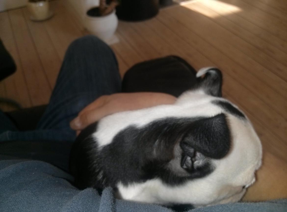 Boston terrier Su-Jin billede 8