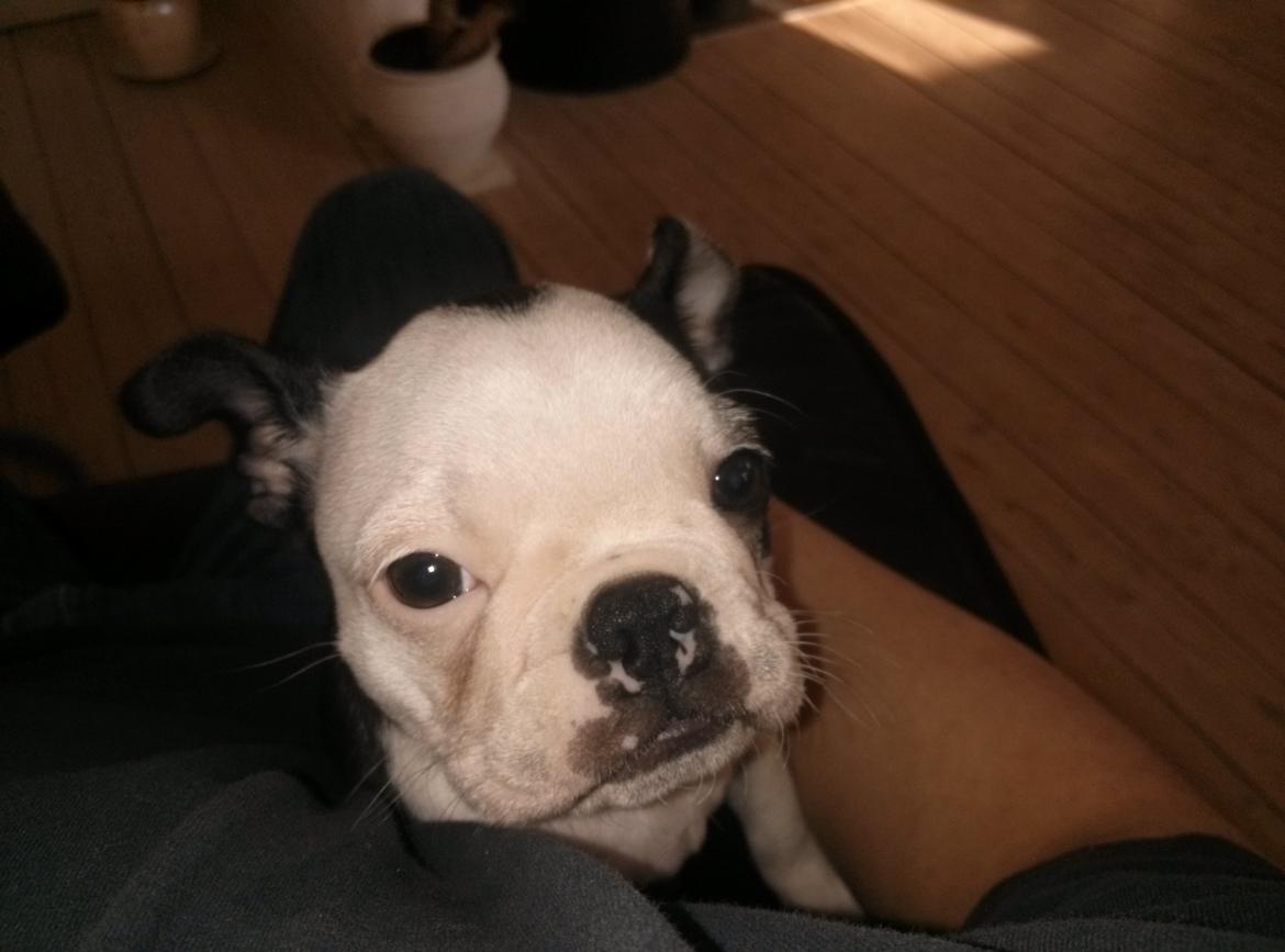 Boston terrier Su-Jin billede 9