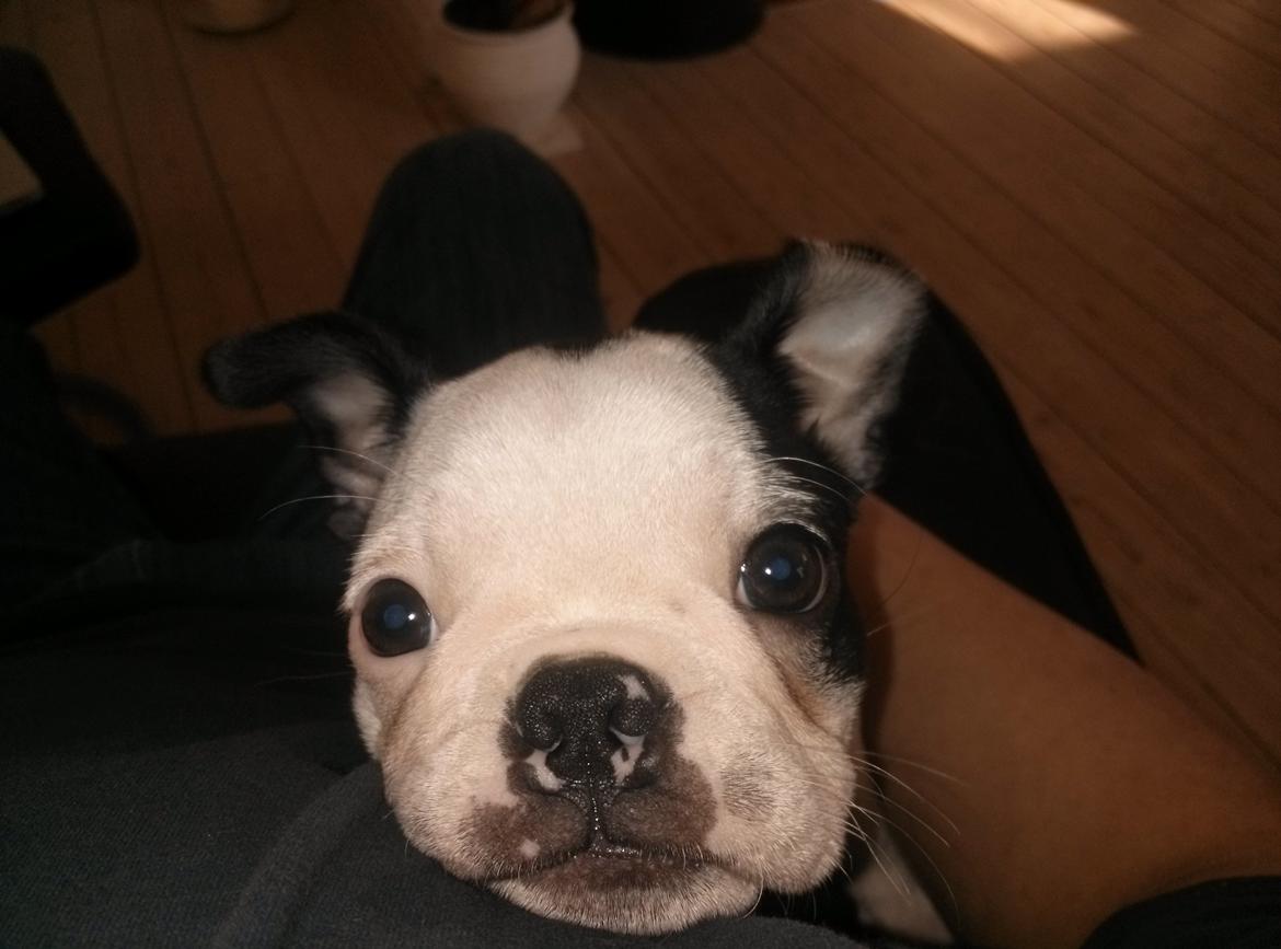 Boston terrier Su-Jin billede 10