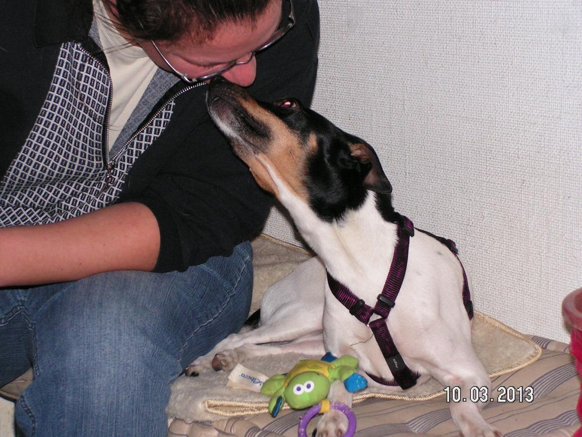 Blanding af racer Dansk/Svensk -Mynde Donna (Rafiki) - Tjaaa så okay da du ser nu meget sød ud møs møs billede 3