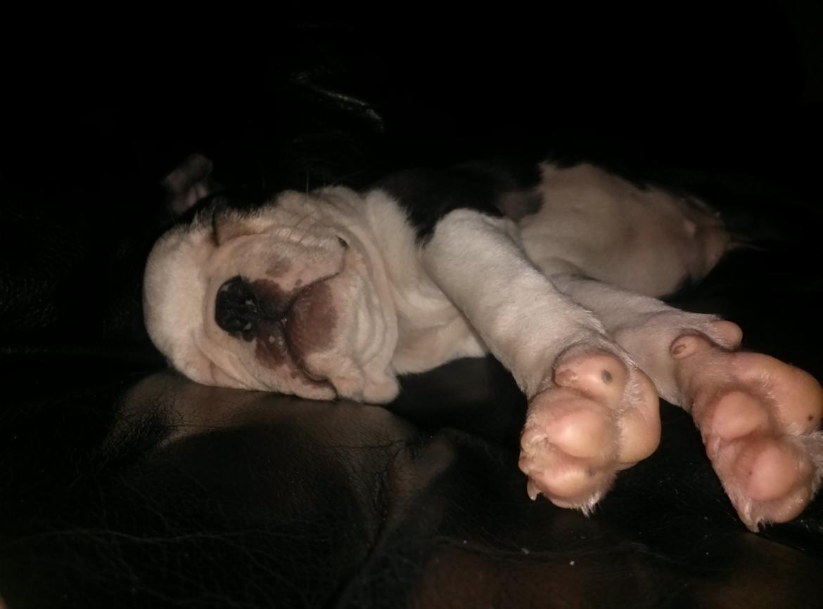 Boston terrier Su-Jin billede 11