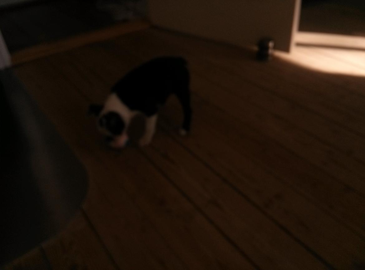 Boston terrier Su-Jin billede 12