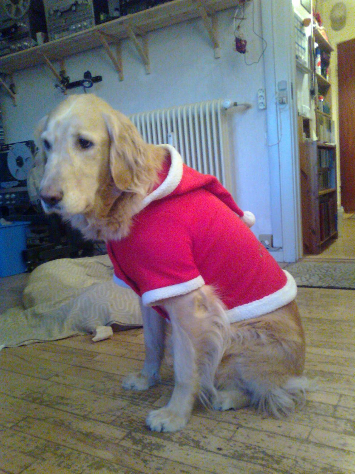 Blanding af racer Alex - I jule-tøjet... :) billede 16