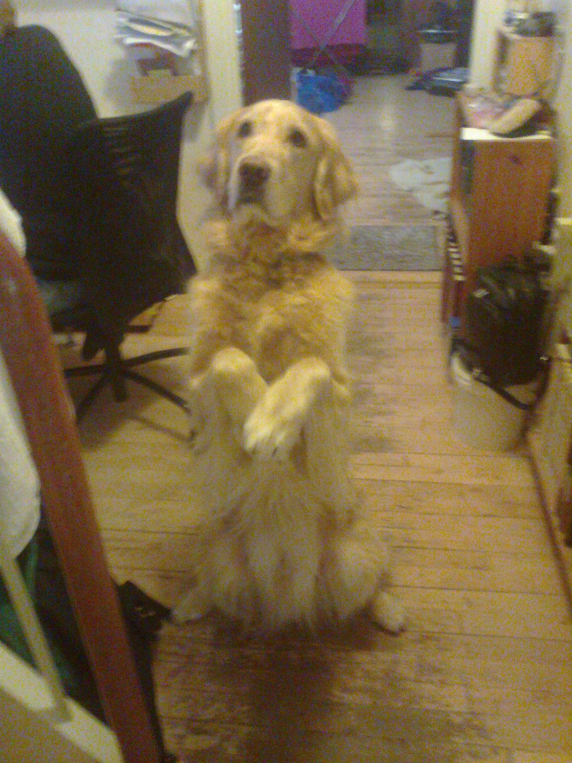 Blanding af racer Alex - Sidder pænt! :D billede 17