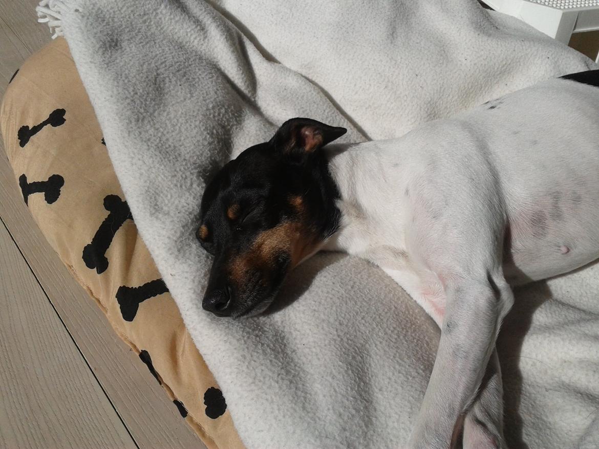 Blanding af racer Dansk/Svensk -Mynde Donna (Rafiki) billede 5