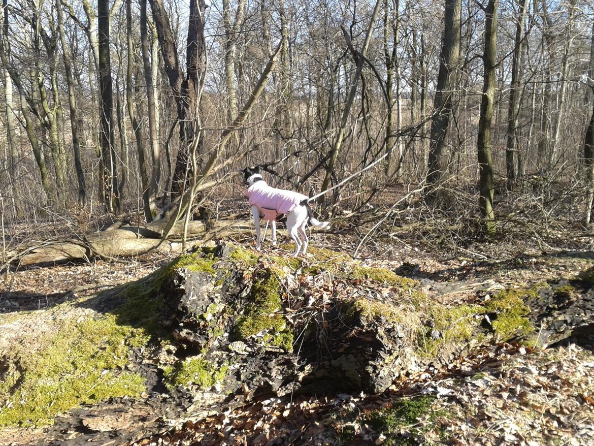 Blanding af racer Dansk/Svensk -Mynde Donna (Rafiki) - Rævebakken i Lystrup Skov billede 6