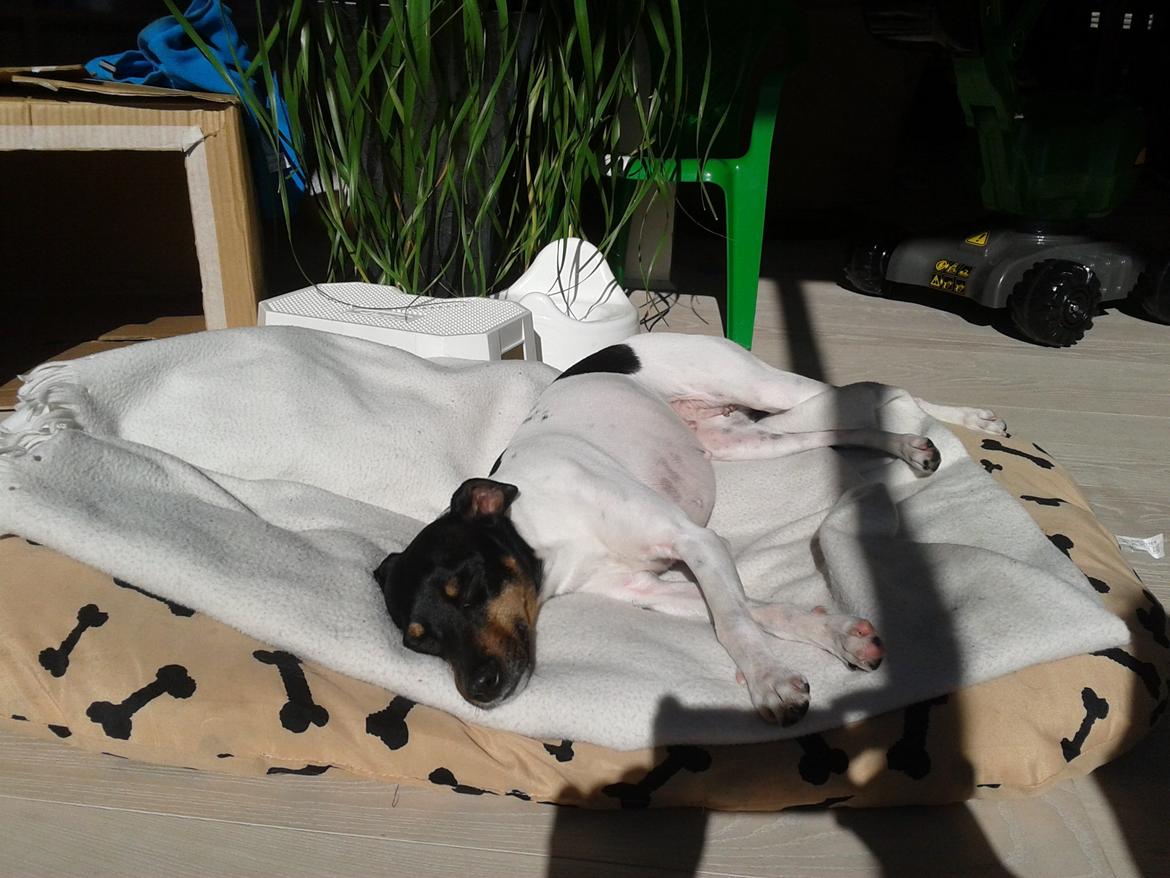 Blanding af racer Dansk/Svensk -Mynde Donna (Rafiki) - Uhhm en god gang kaste bold i haven og så ind på tæppet i solen og få varmet den lille krop livet er skønt billede 4