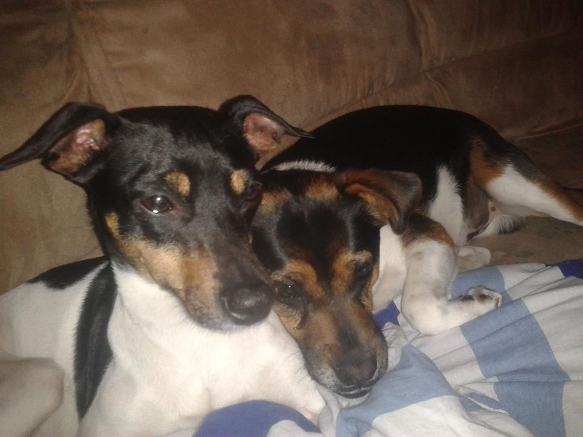 Blanding af racer Dansk/Svensk -Mynde Donna (Rafiki) - Hvaa så lillebror er du gået kold efter 1 times aftentur sådan går det når man er i kageform ;-) billede 8