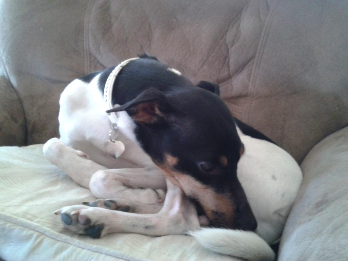 Blanding af racer Dansk/Svensk -Mynde Donna (Rafiki) - Dagen efter ankomst den bedste stol er indtaget nyt bling halsbånd og bling navneskilt  billede 1