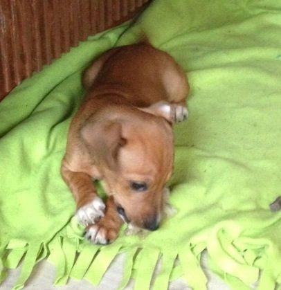 Blanding af racer Stacy - R.I.P <3 billede 1