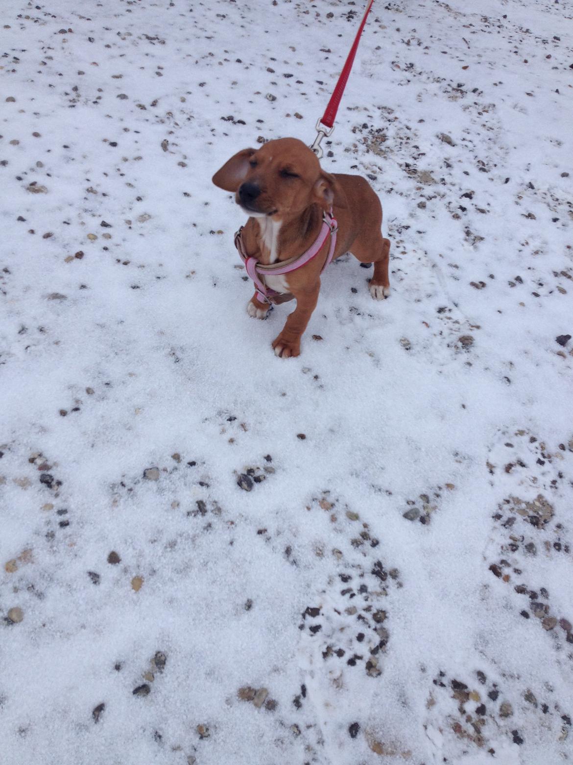 Blanding af racer Stacy - R.I.P <3 billede 3