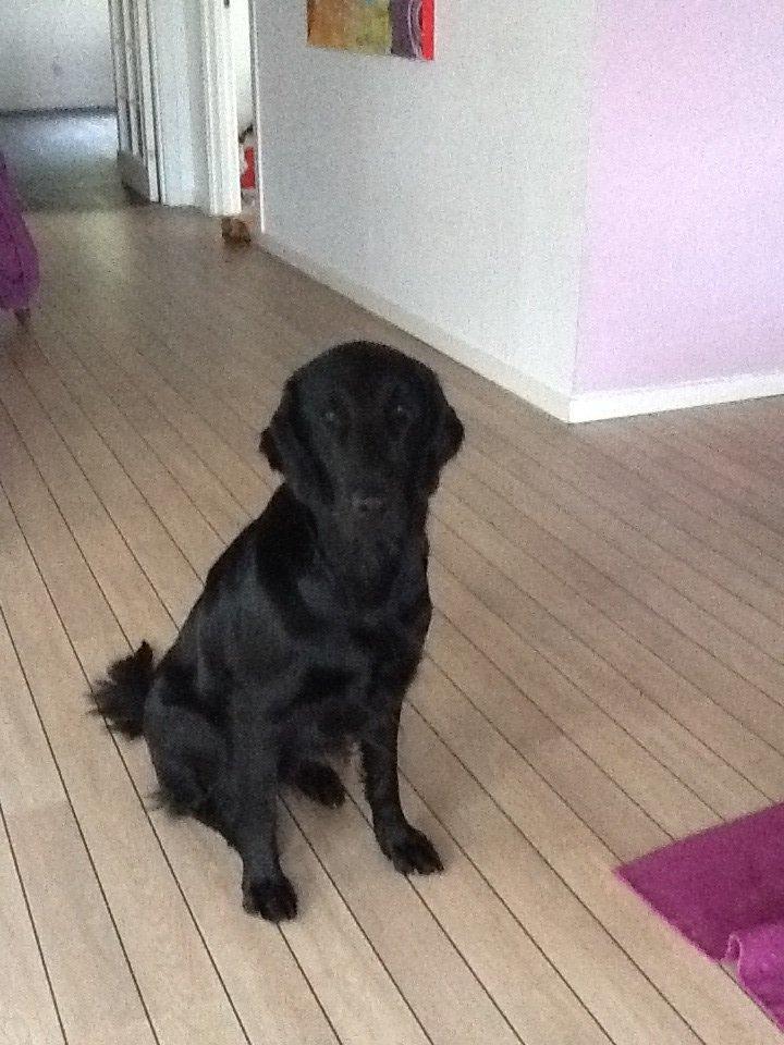 Flat coated retriever Zoey billede 6