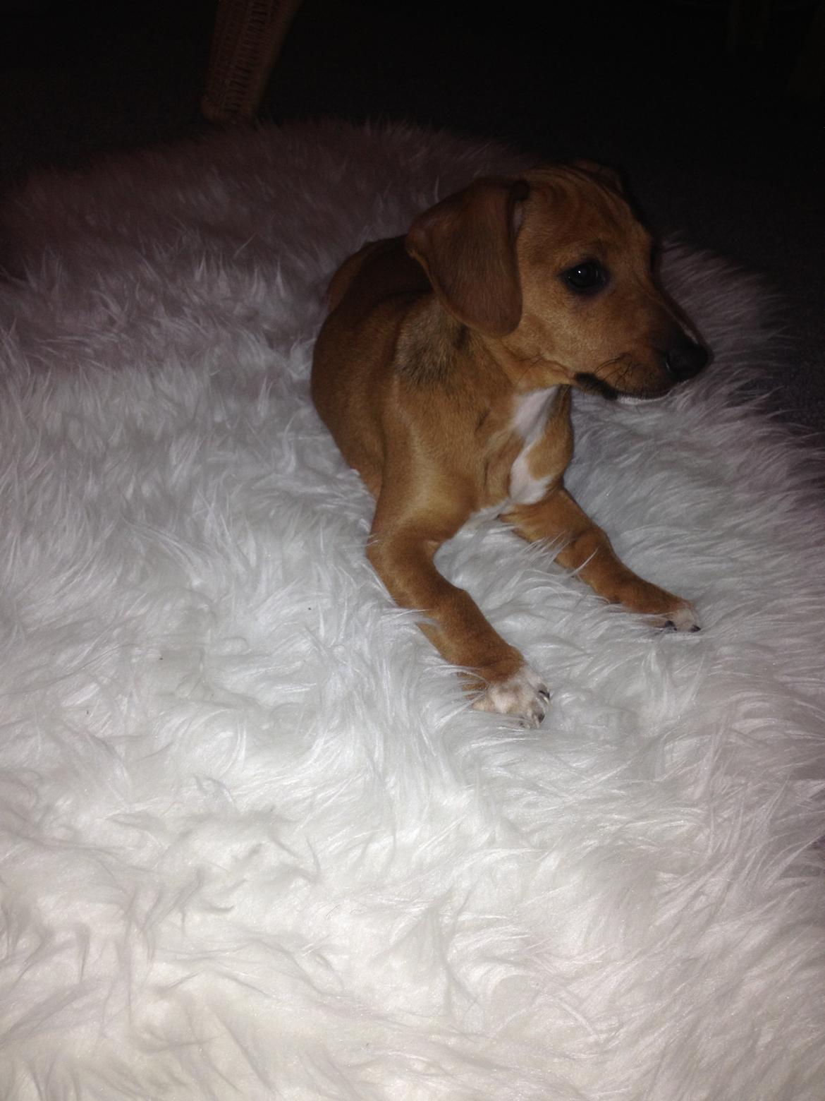 Blanding af racer Stacy - R.I.P <3 billede 4