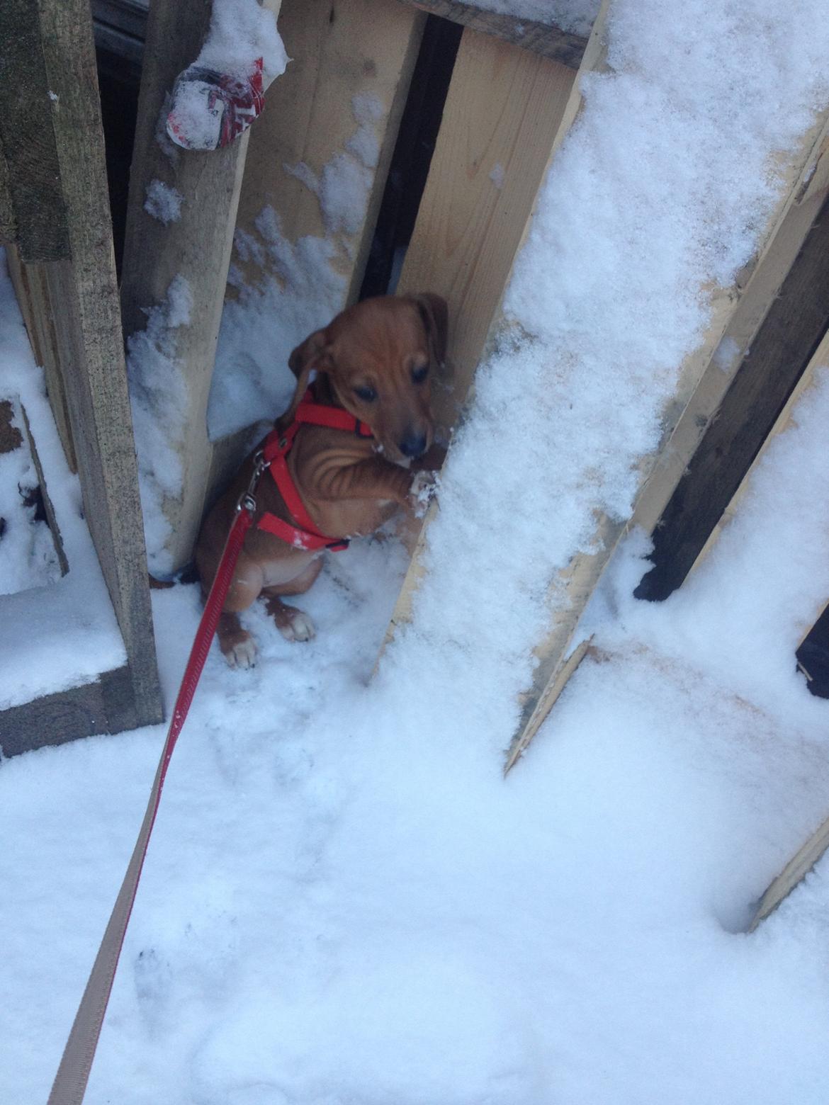 Blanding af racer Stacy - R.I.P <3 billede 5