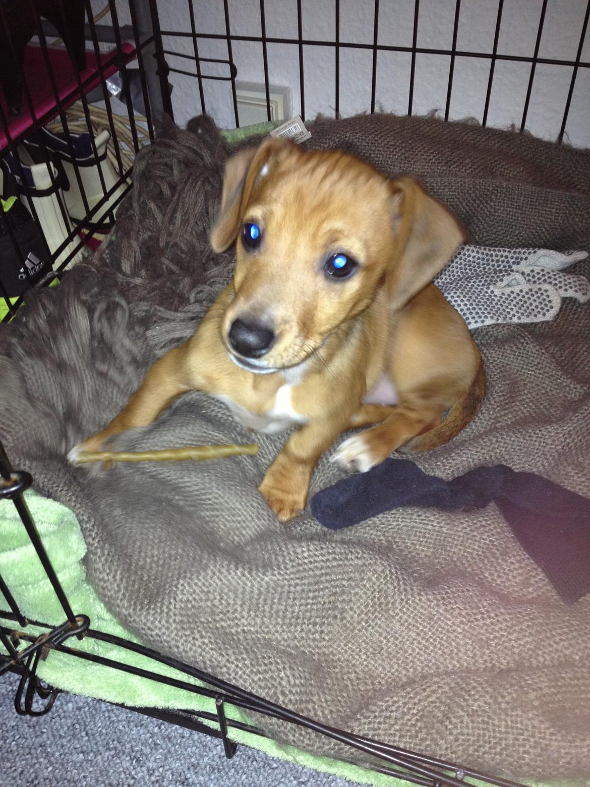 Blanding af racer Stacy - R.I.P <3 billede 7