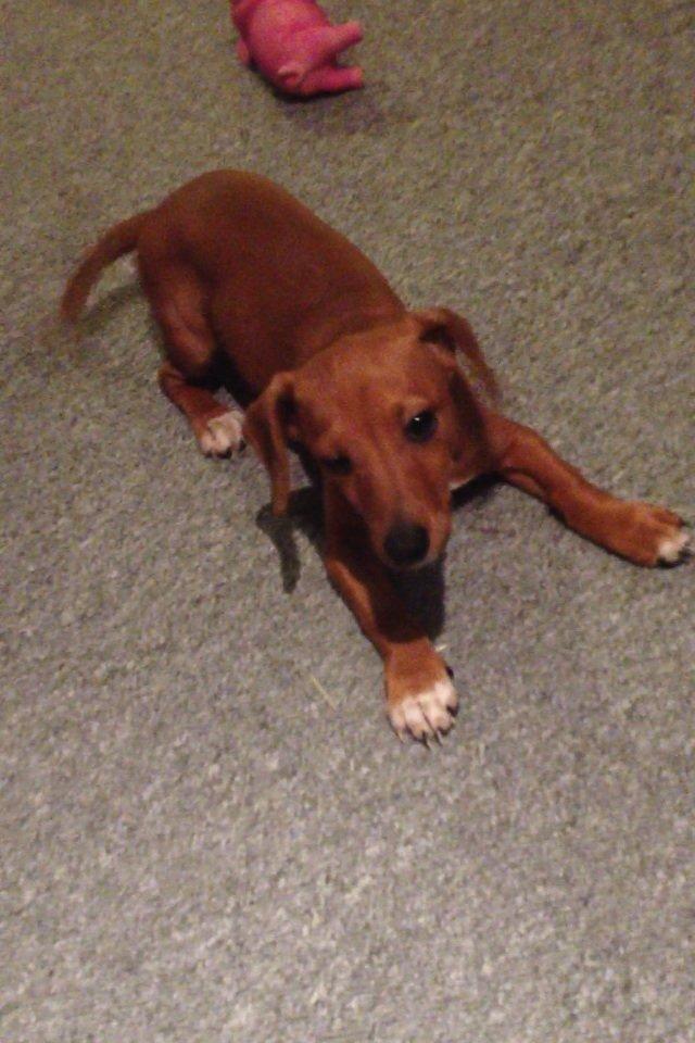 Blanding af racer Stacy - R.I.P <3 billede 8