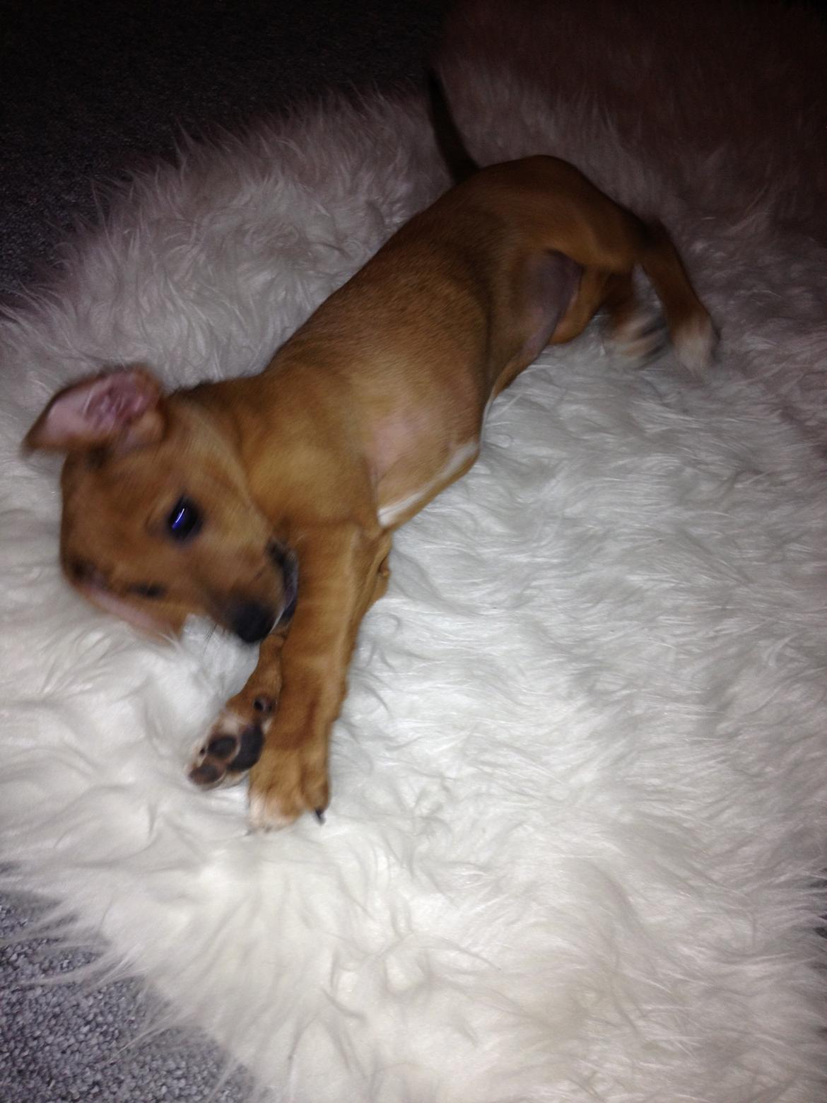 Blanding af racer Stacy - R.I.P <3 billede 9